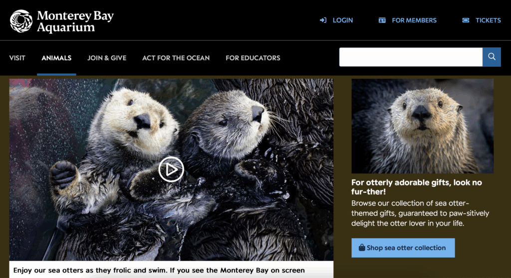 Sea Otter Live Cam from MontereyBayAquarium.org