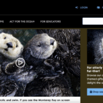 Sea Otter Live Cam from MontereyBayAquarium.org