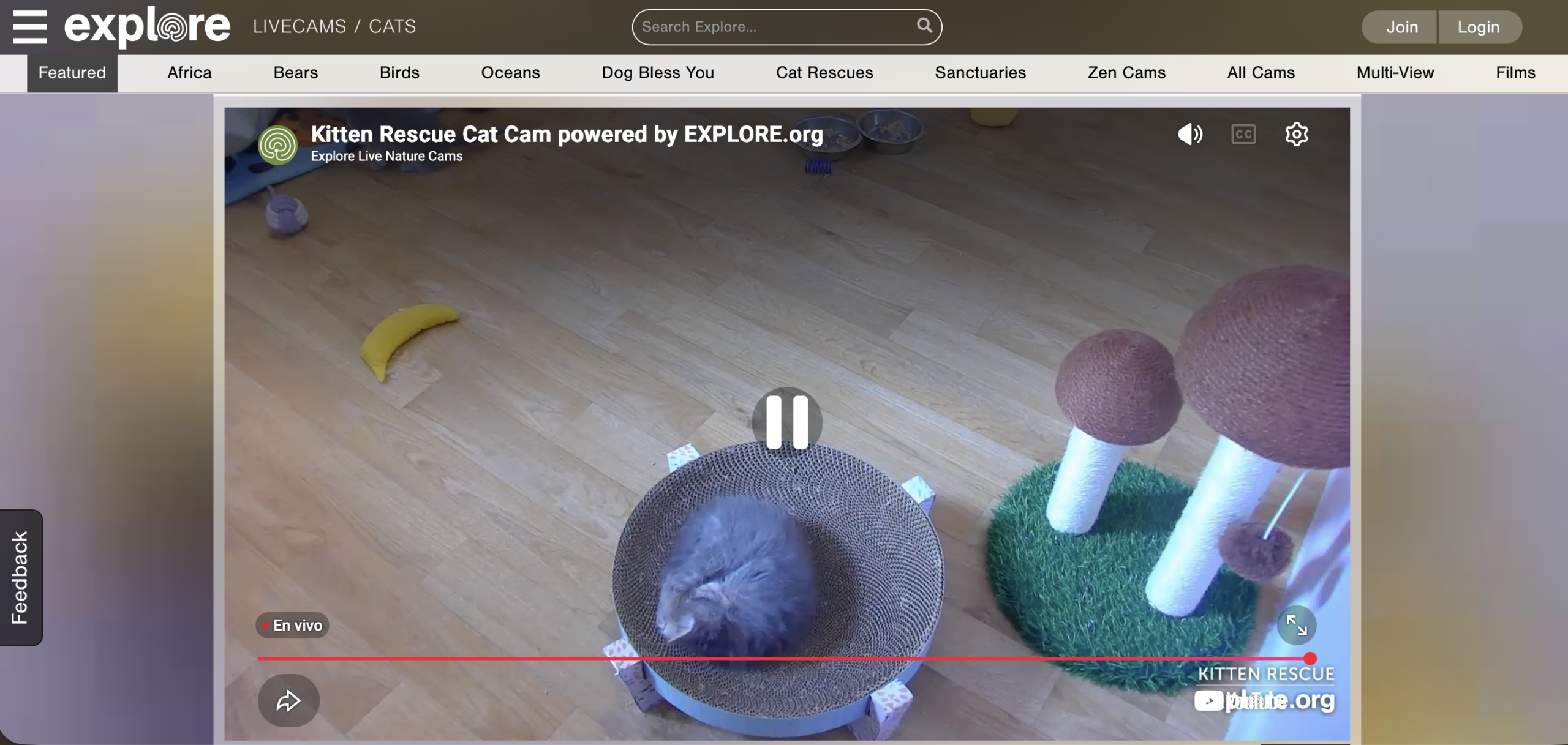 Explore.org Live Animal Cams